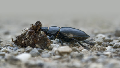 female stag beetle sideways