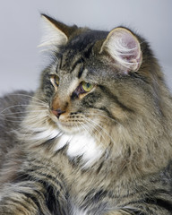 Norwegian Forest Cat portrait