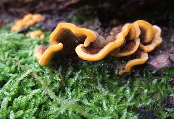 colorful fungus detail