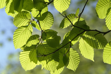 sunny illuminated spring leaves