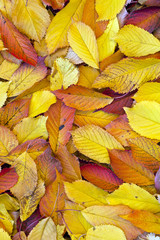 autumn leaves lying in the faded foliage