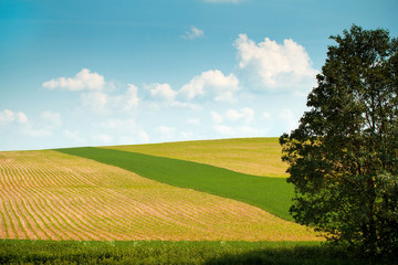 Summer landscape