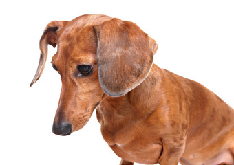 dachshund dog looking down