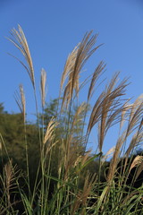 ススキと青空