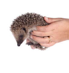 hérisson dans des bas