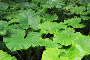 taro en forêt tropicale