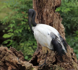 ibis sacré
