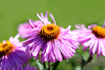 aster flowers