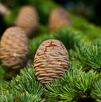Fototapeta Pine tree and cones closeup