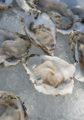 Oysters on ice in a bowl, as served at functions.