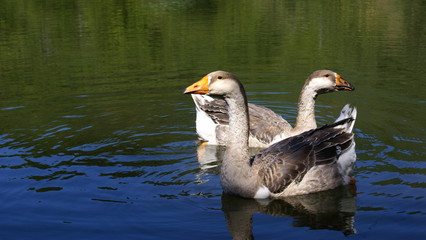 Geese on the lake