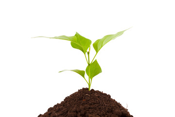 green plant with leaves in earth isolated on white