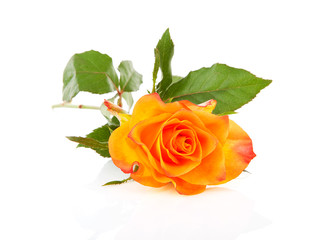 Beautiful orange rose over white background