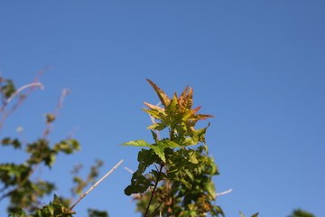 紅葉と青空