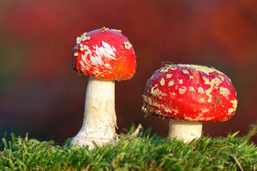 Two red toadstools