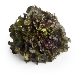 green leaves lettuce