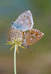 Polyommatus icarus.Couple