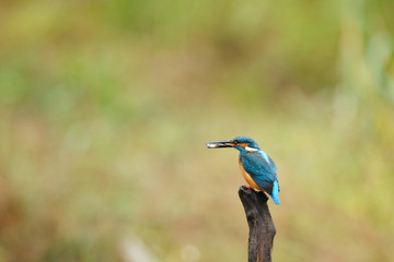 アクァセミの食事