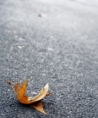 Autumn leaf