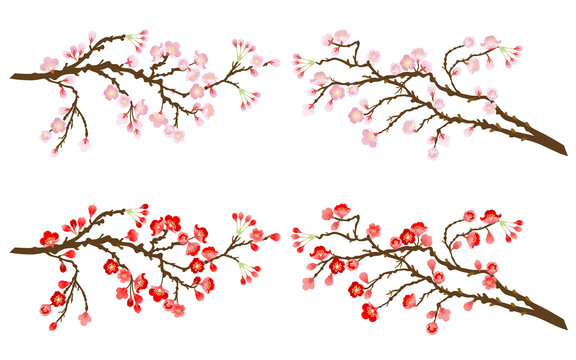 Cherry and plum branches