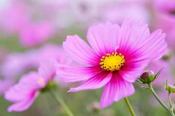 Obraz premium 濃いピンクのコスモス