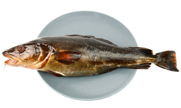 Fresh cod on a plate