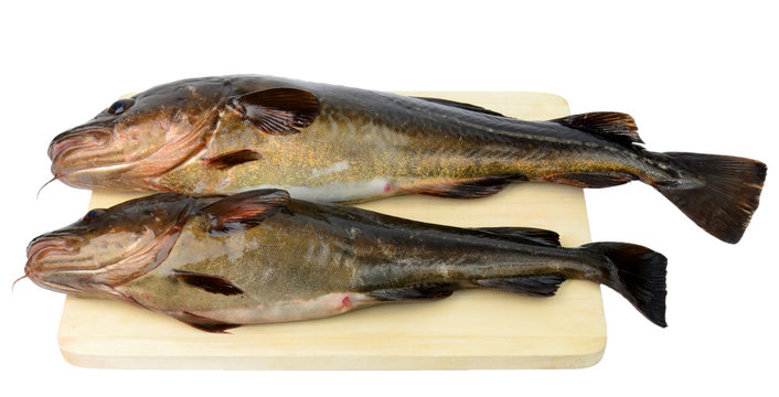 Two fresh cods on a wood board