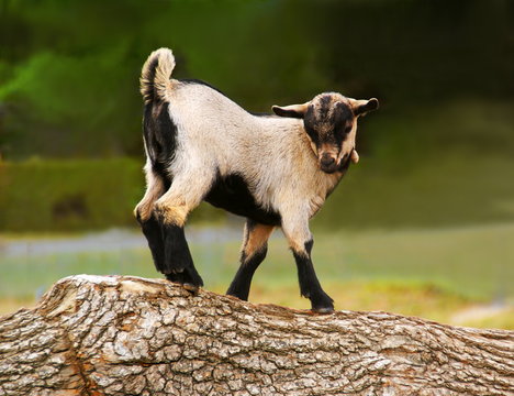 Chevreau