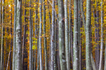 Obraz premium Colorful autumnal landscape