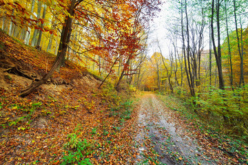Obraz premium Colorful autumnal landscape