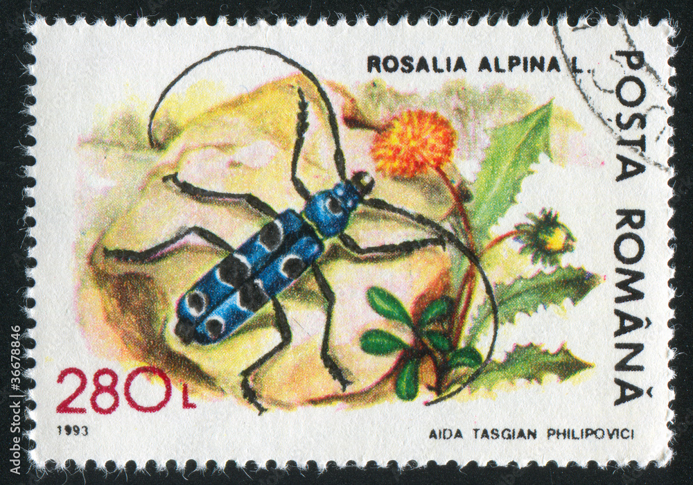 Poster rosalia alpina