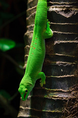 Gecko
