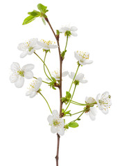 Fototapeta premium blooming cherry branch