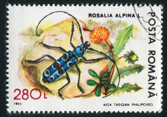 Rosalia alpina