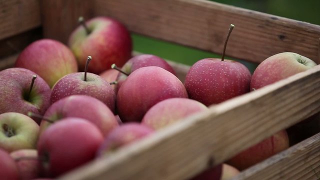Holzkiste mit &Auml;pfeln gef&uuml;llt