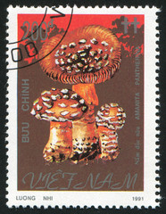 mushroom
