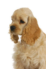 cocker spaniel