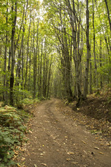 Fototapeta na wymiar Pathway in chestnuts wood