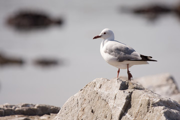 Seagull