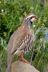 Perdiz