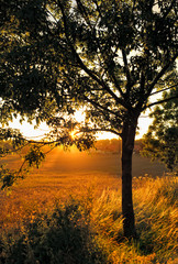 Fototapeta na wymiar Tree in a beautifull sunrise