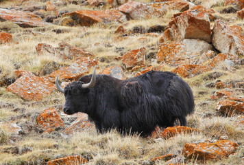 Yak in the Himalayas