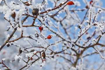 Red rosehip berries