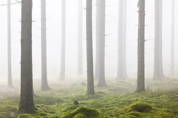 Fotobehang Forest with morning mist © Lars Johansson