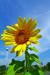 Sunflower #10