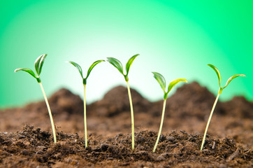Green seedlings in new life concept