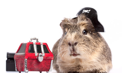 Buccaneer treasure. Funny guinea pig portrait over white backgro
