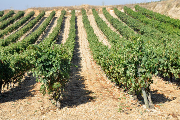 Fototapeta na wymiar Winnic w La Rioja (Hiszpania)