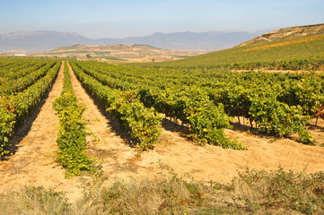 Fototapeta na wymiar Winnic na jesieni, La Rioja (Hiszpania)