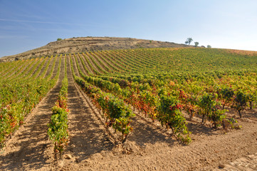 Fototapeta na wymiar Vineyard at Autumn, La Rioja (Spain)